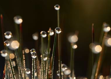 Morning Dew On The Grass