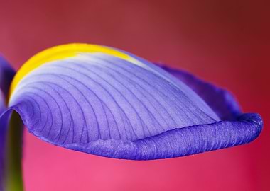 Macro of an iris flower