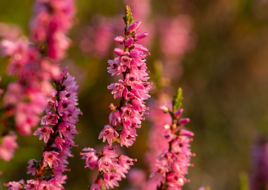 Morning Dew On The Heather