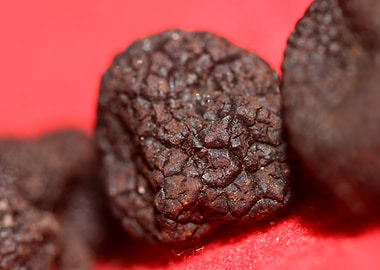 Black winter truffes macro