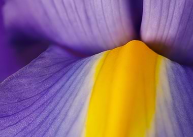 Macro of an iris flower