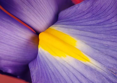 Macro of an iris flower