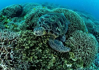 Big Turtle On The Coral