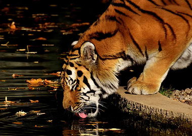 tiger and autumn