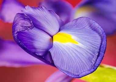 Macro of an iris flower