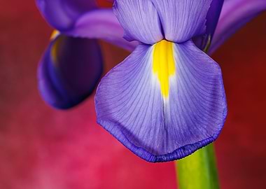 Macro of an iris flower