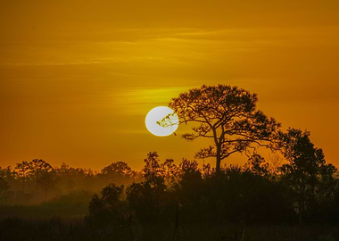 Savanna Sunset