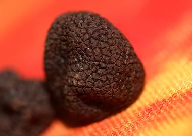 Black winter truffes macro
