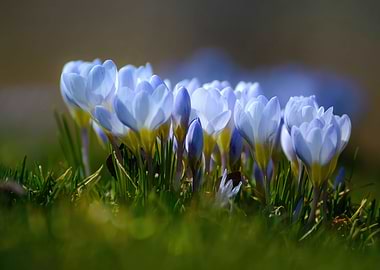 Crocuses