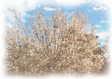 White Dogwood and Sky