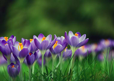 Crocuses