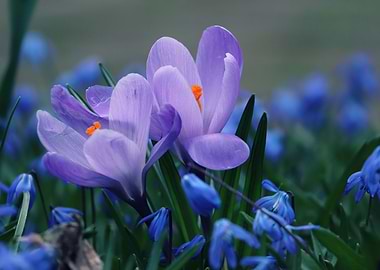 Crocuses