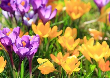 Crocuses