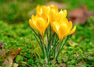 Crocuses