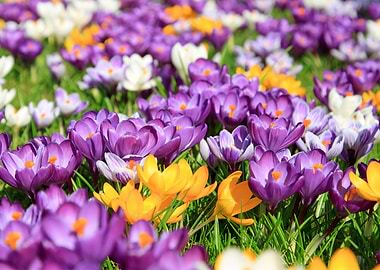 Crocuses