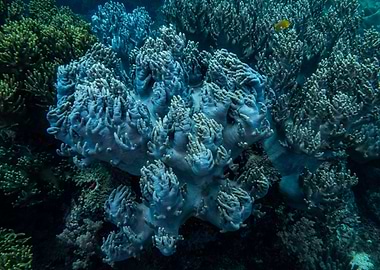 Coral Reef