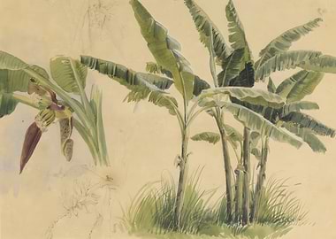 Tropical Banana Plant