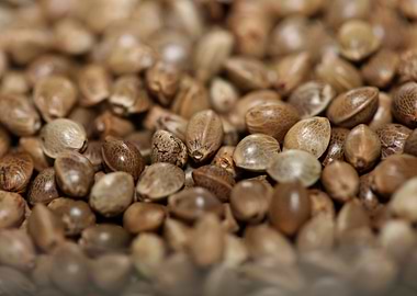 Cannabis seeds close up