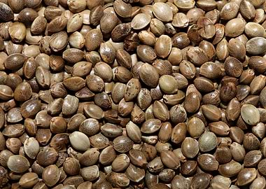 Cannabis seeds close up
