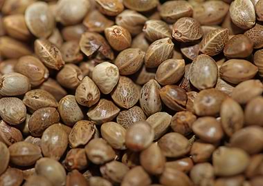 Cannabis seeds close up
