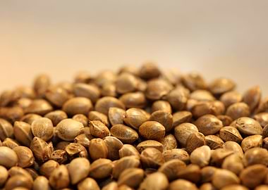 Cannabis seeds close up