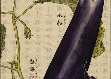 Eggplant illustration