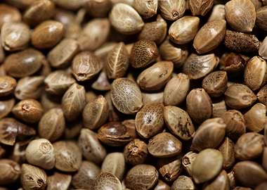 Cannabis seeds close up