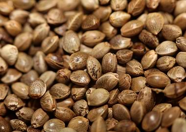 Cannabis seeds close up