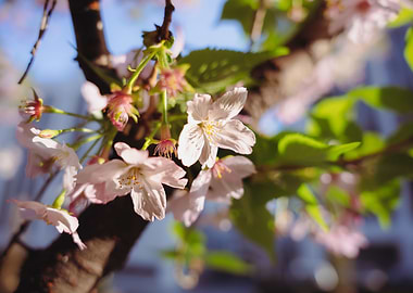 sakura flower
