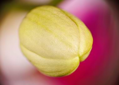 Macro of an orchid flower