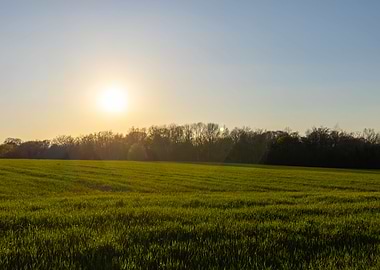 Sunset over field of grass