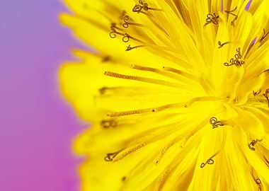 Macro of a taraxacum