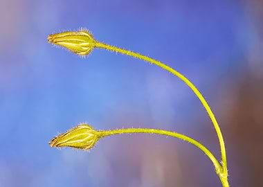 Macro of a taraxacum