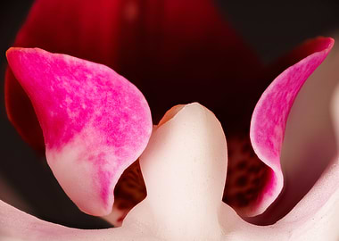 Macro of an orchid flower
