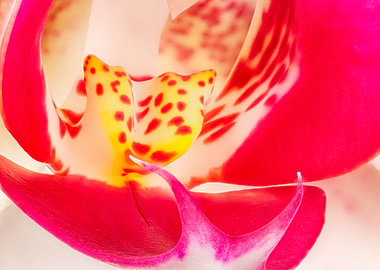 Macro of an orchid flower
