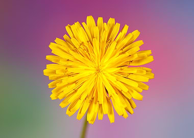 Macro of a taraxacum