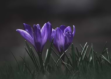 Crocus vernus