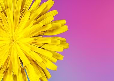 Macro of a taraxacum