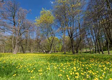 Spring meadow with flowers