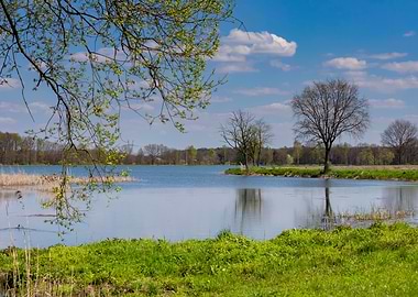 Spring pond and trees
