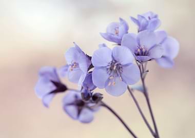 Blue flowers