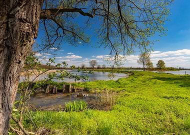 Spring in the wilderness