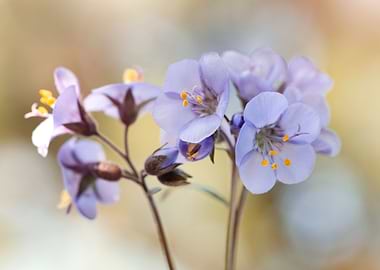 Small purple spring flower