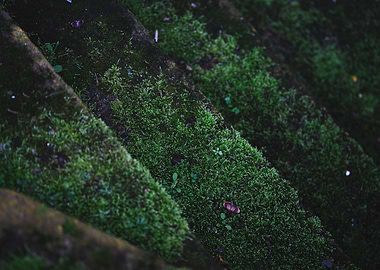Moss stairs