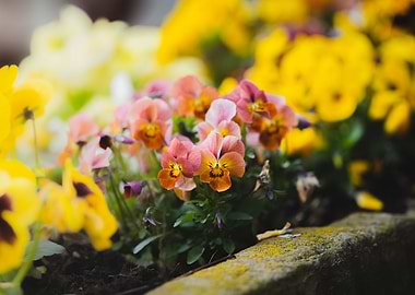 Pansies flowers