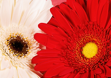 Macro of gerbera flower