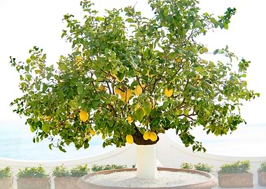 Lemon Tree in Positano 1