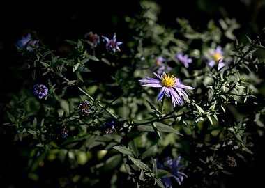 Purple aster flower