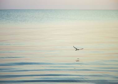 Oystercatcher at Dawn