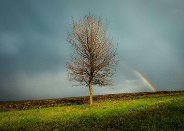 Rainbow and tree